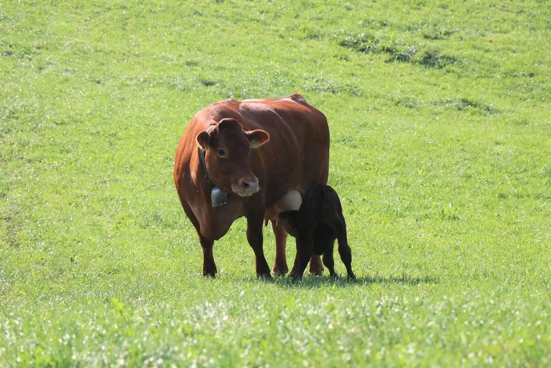 f8488413168622a55edfd7d10e8a9a4254031504 Ammenkuh Ammenkühe versorgen ihr eigenes Kalb und meistens ein oder zwei fremde Kälber. (Bild as)