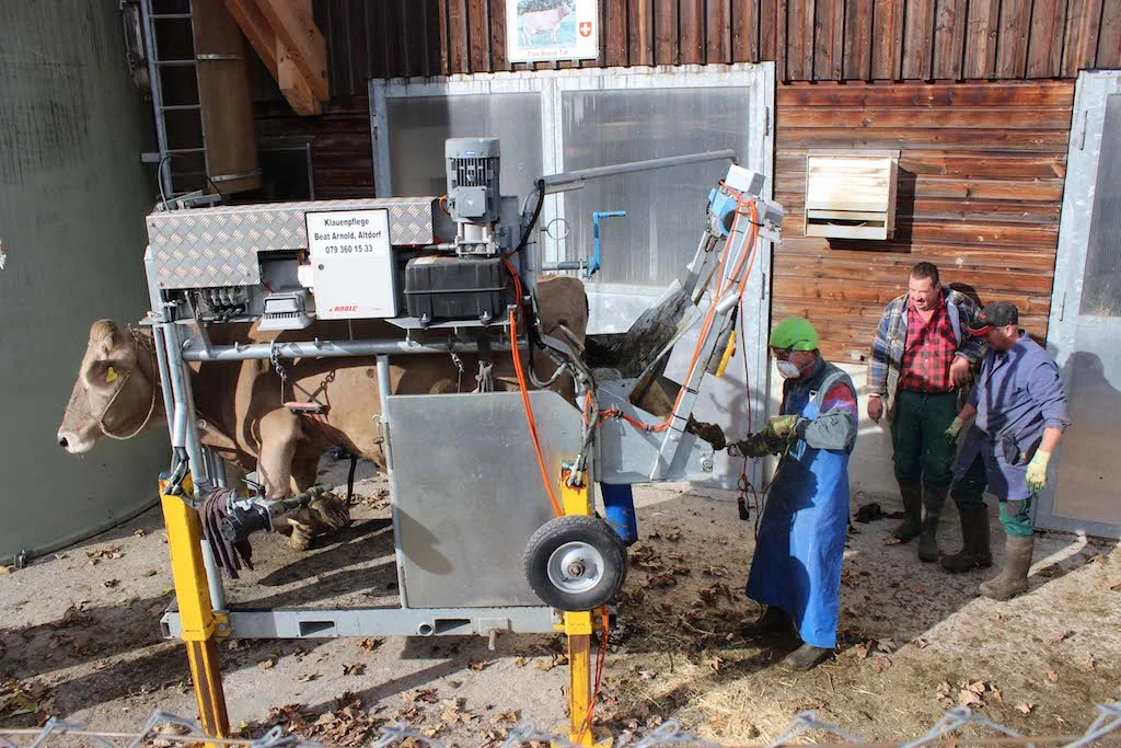 20e5393d76dfc142ada3ad34318b88237c9a873b Beat Arnold bei der «digitalen» Klauenpflege auf einem Betrieb. (Bild zVg)