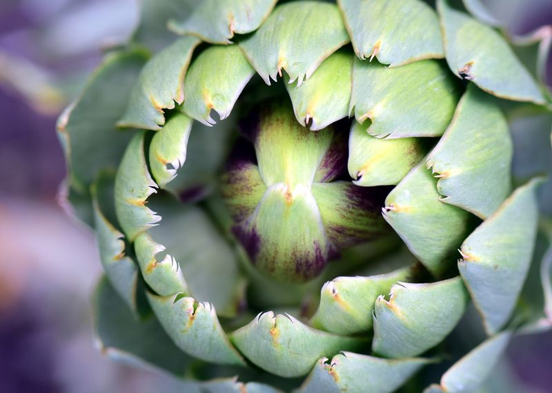 Nur etwa 20 Prozent einer Artischocke sind essbar. (Pixabay)