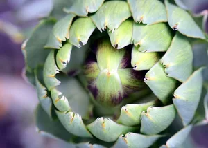 Nur etwa 20 Prozent einer Artischocke sind essbar. (Pixabay)