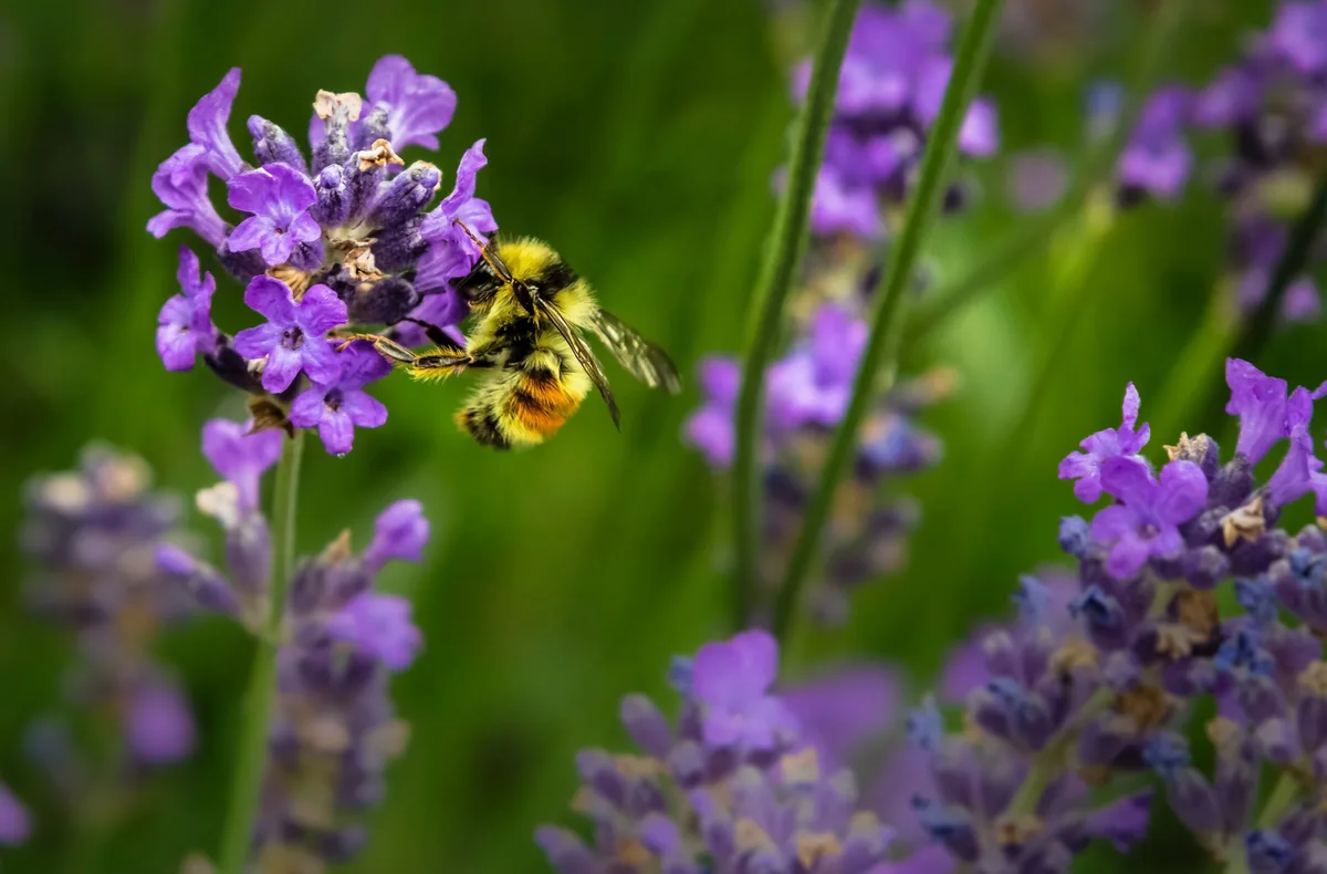 Die Bienen leisten ein wichtigen Beitrag für ein intaktes Ökosystem. (Bild Unsplash)