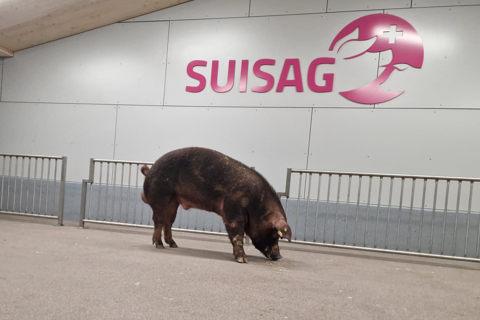 Neuerung bei Duroc: Jetzt werden auch die braunen Eber genomisch geschätzt