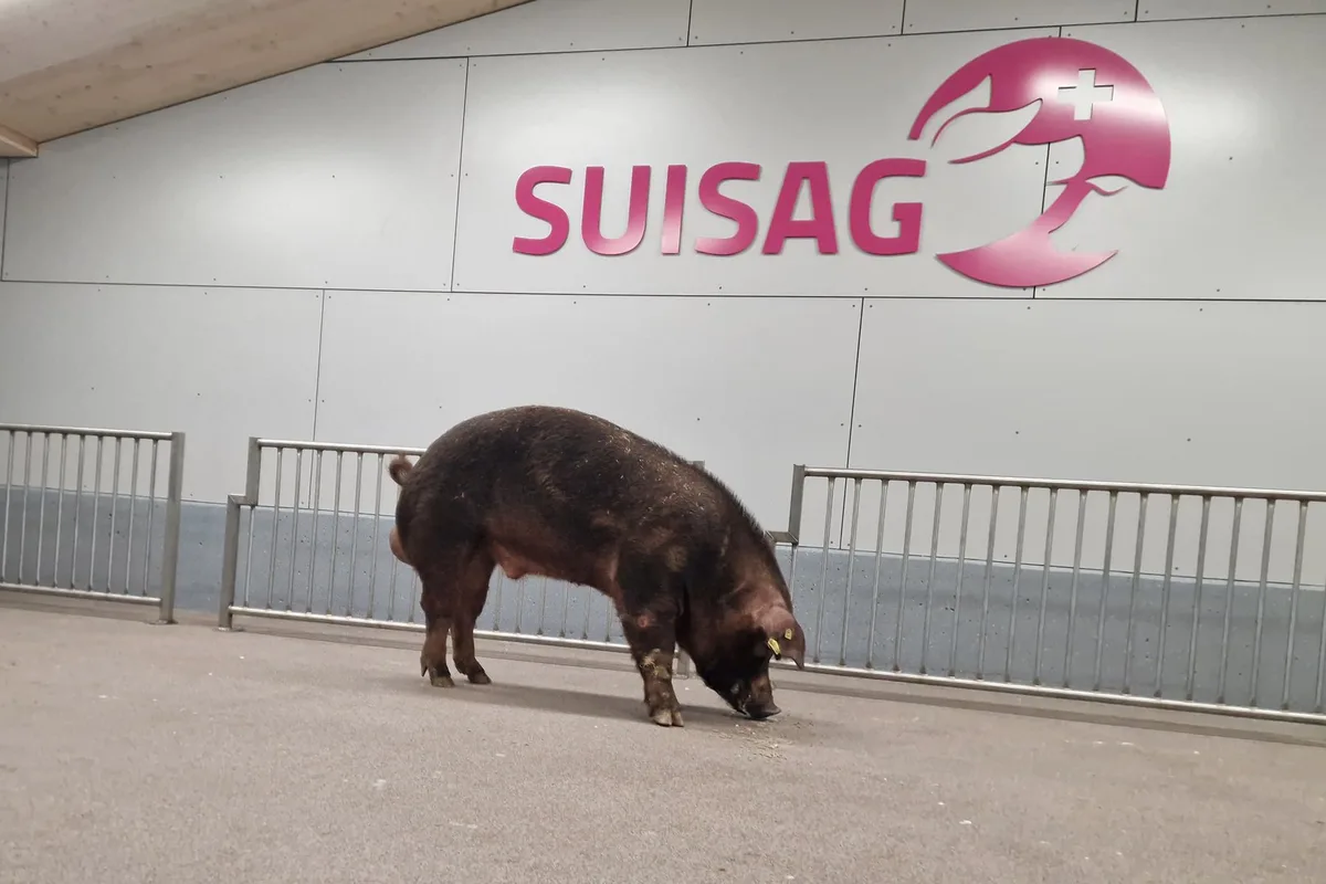 SUISAG_Duroc Neuerung bei Duroc: Jetzt werden auch die braunen Eber genomisch geschätzt