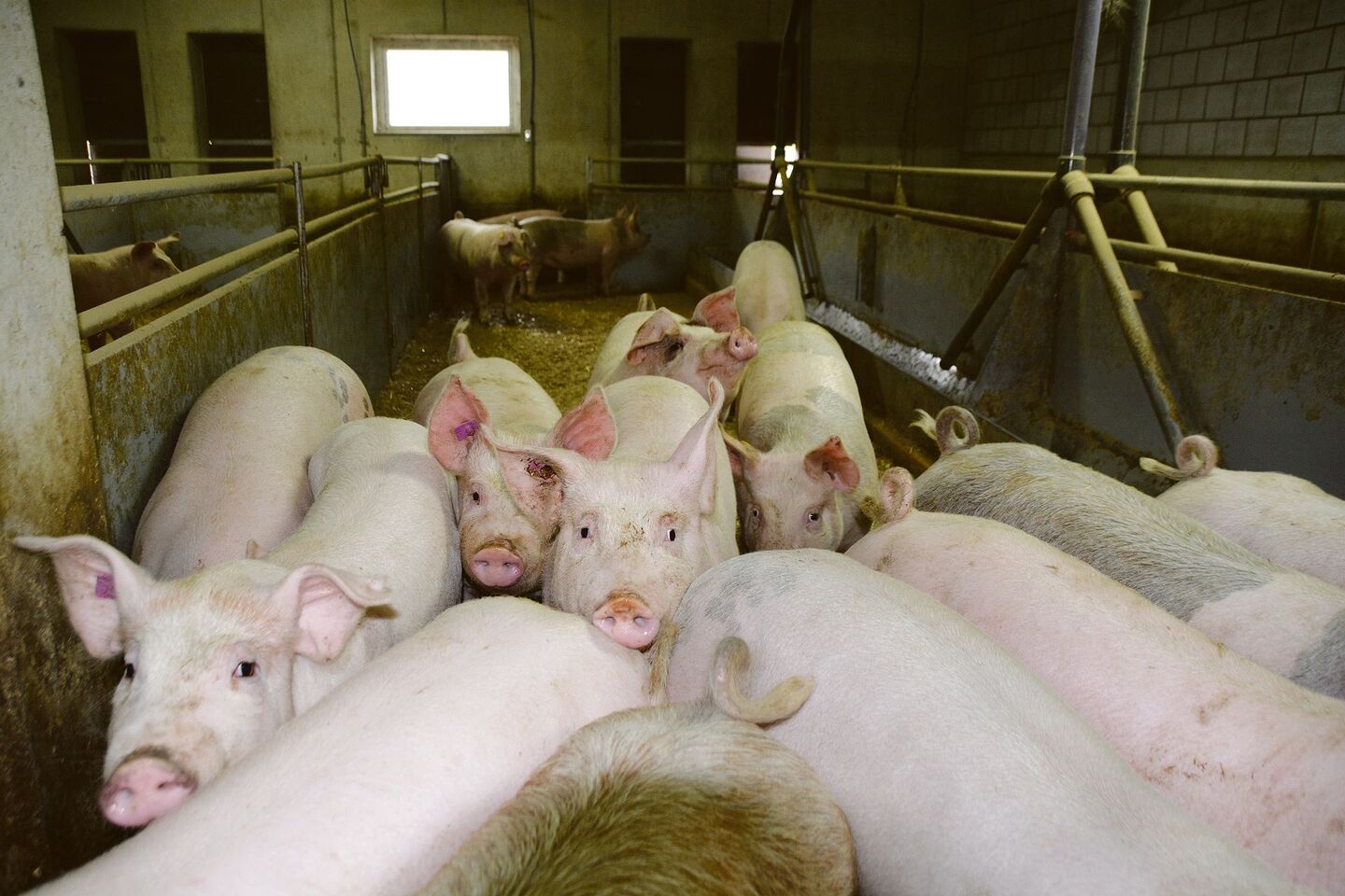 Nicht immer schlagen die farbigen Endprodukteeber auf den F1-Kreuzungssauen gleichermassen durch: Grundsätzlich gibt es aber mehr gescheckte Tiere auf den Schweizer Mastbetrieben.
