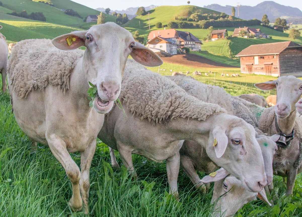 98a969b2d5370059c91f1feba80c2fb742be62bf Die Schafe und Ziegen sind ab 2020 einzeln Teil der Tierverkehrsdatenbank (TVD). (Bild David Eppenberger)