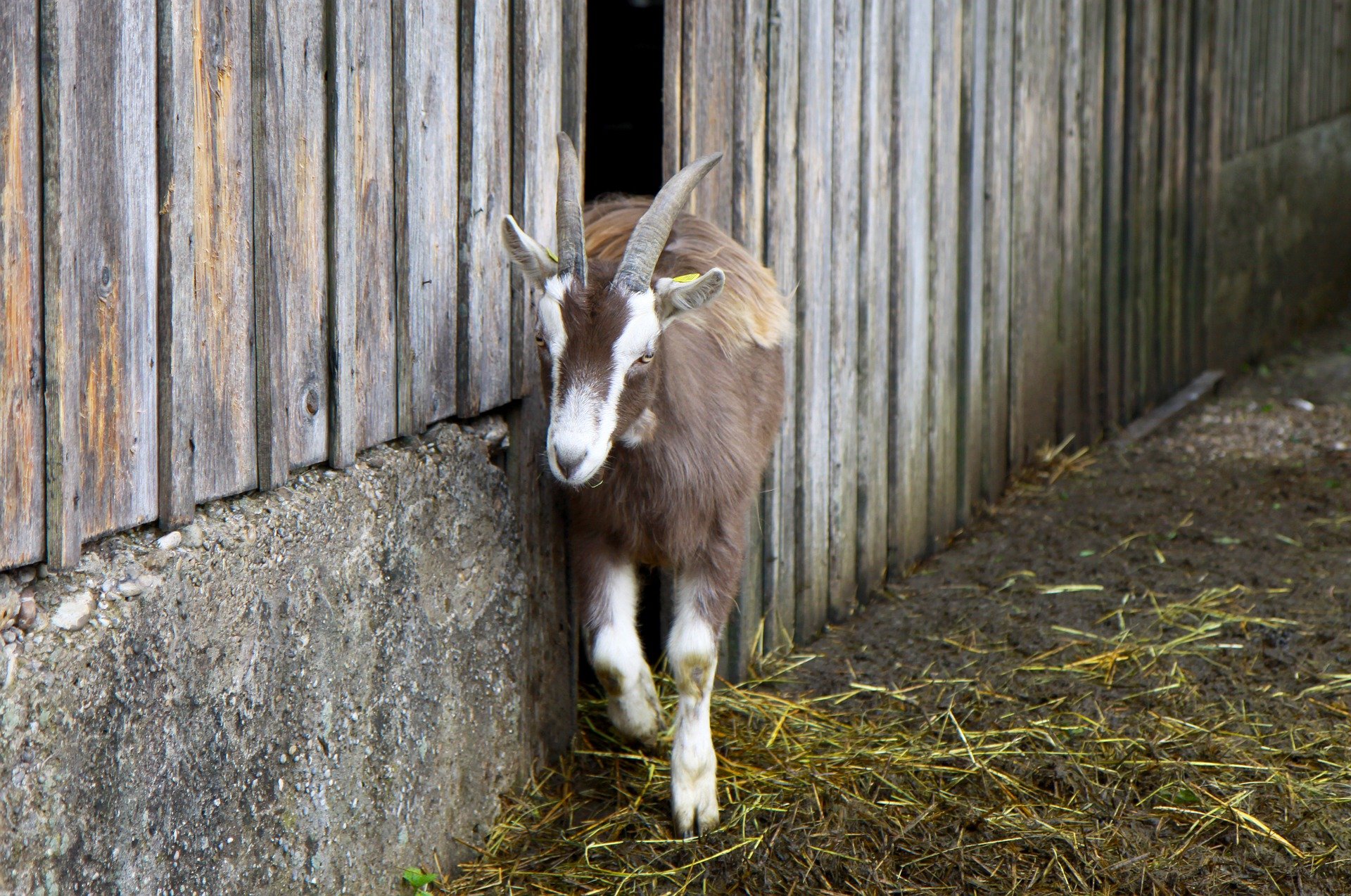 Neues Veterinärgesetz soll Tierschutz im Thurgau verbessern