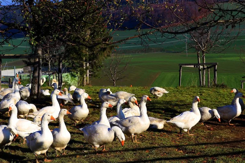 4c40e27de2761ddbc0ed79a0a0f91c03c8842f0e Gänse sind gute Grasverwerter und gehen nicht nur der frischen Luft wegen nach draussen. (Bild dr)