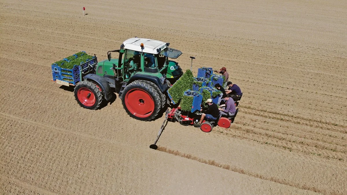 bfe30d80bfc7cbbbf56fd1f2e196c952bd80c642 Die Zuckerrüben-Setzlinge werden mit der Tabakpflanzmaschine gepflanzt. Dafür werden sieben Personen benötigt – sechs von ihnen auf der Setzmaschine, eine zum Fahren. (Bild Thomas Alfoeldi)