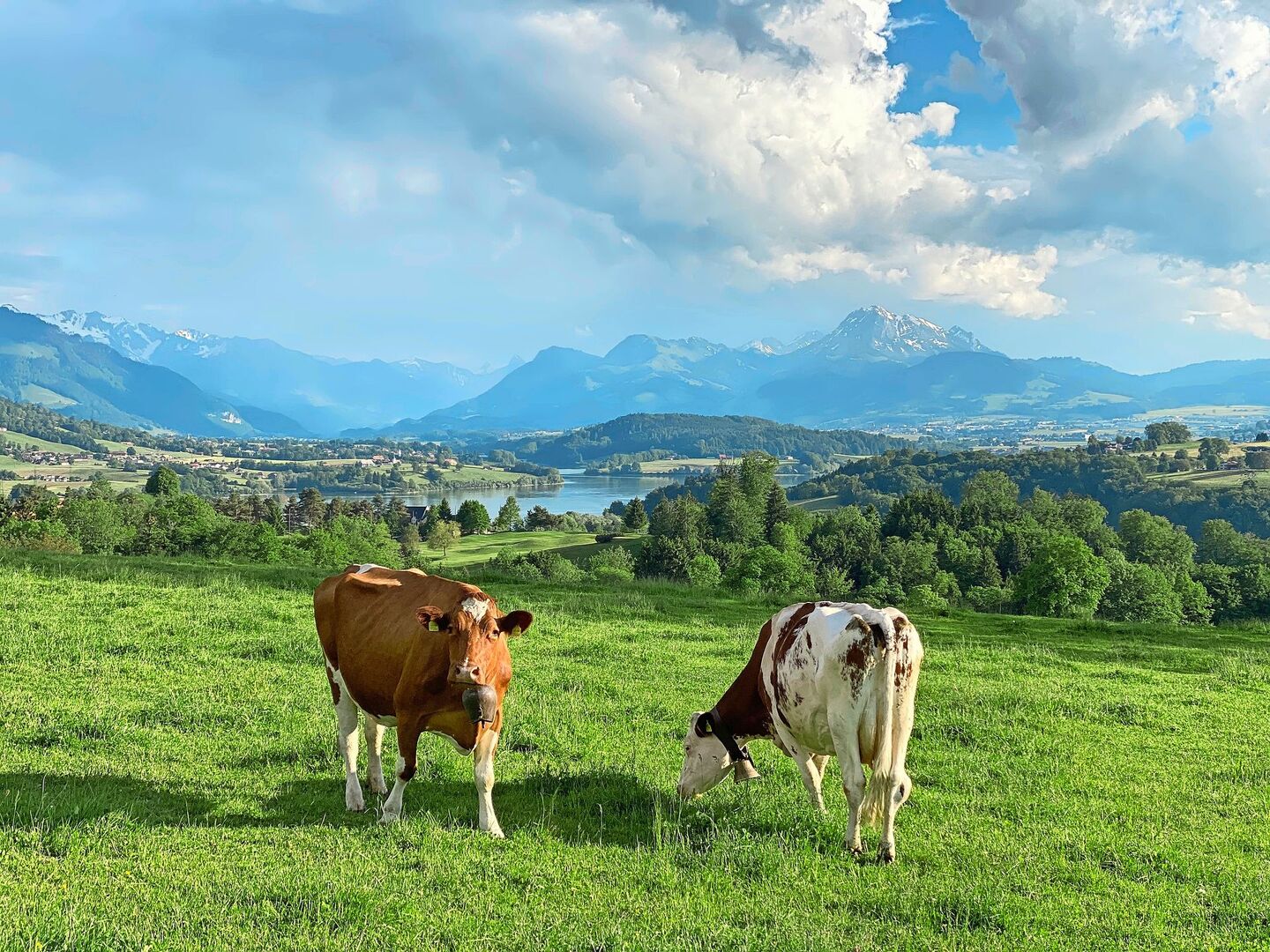 Weidegras ist das kostengünstigste Grundfutter. In Zeiten von hohen Energiepreisen sollte der Weide besondere Aufmerksamkeit geschenkt werden. Bild: Pierre Aeby