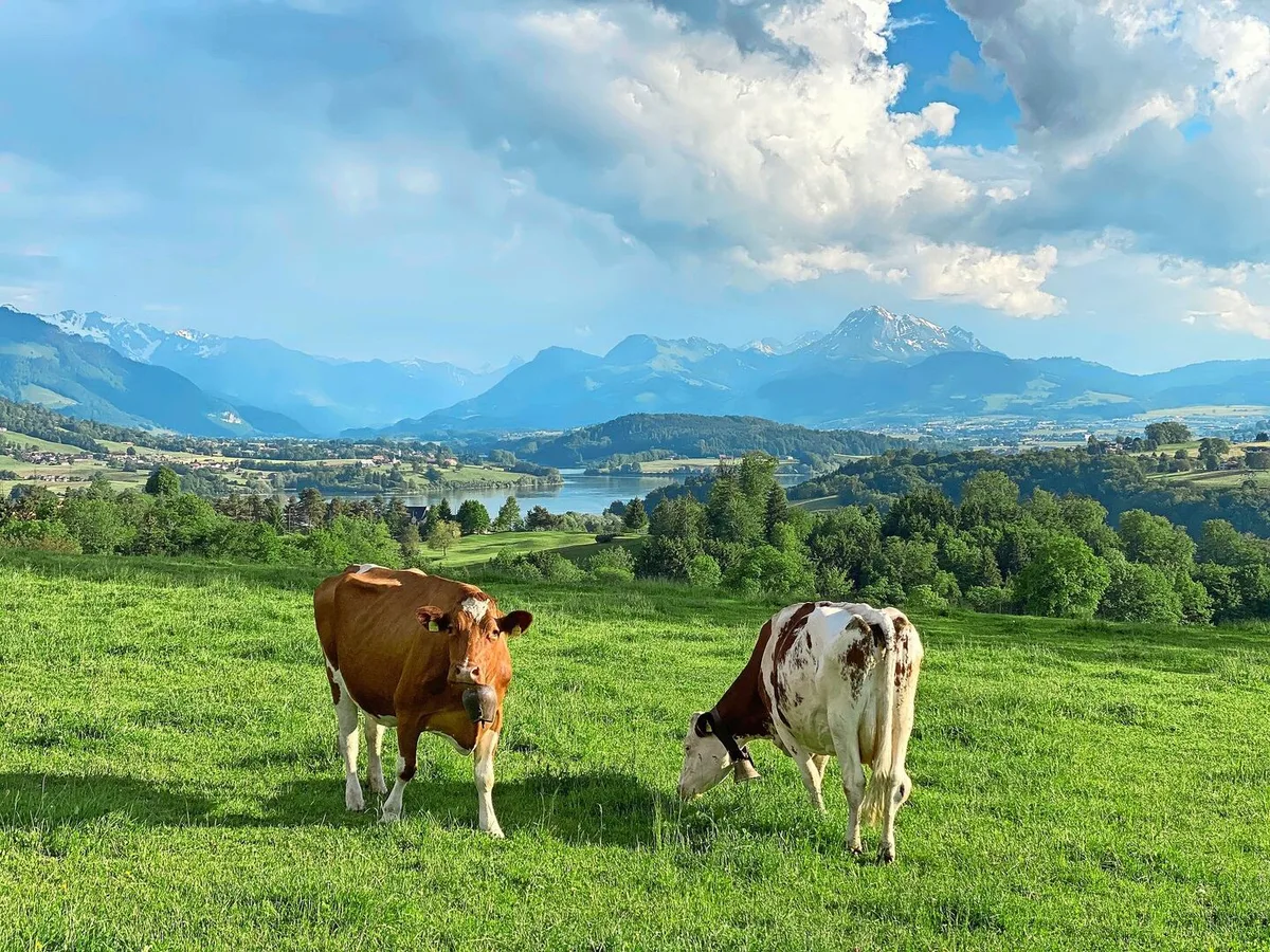 Weidegras ist das kostengünstigste Grundfutter. In Zeiten von hohen Energiepreisen sollte der Weide besondere Aufmerksamkeit geschenkt werden. Bild: Pierre Aeby