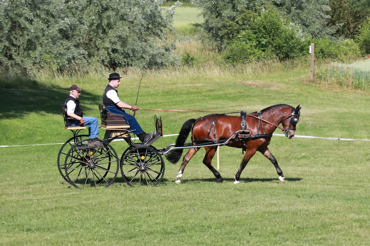 No Limit vom Fürberg gewinnt den Feldtest der Freiberger in Eiken