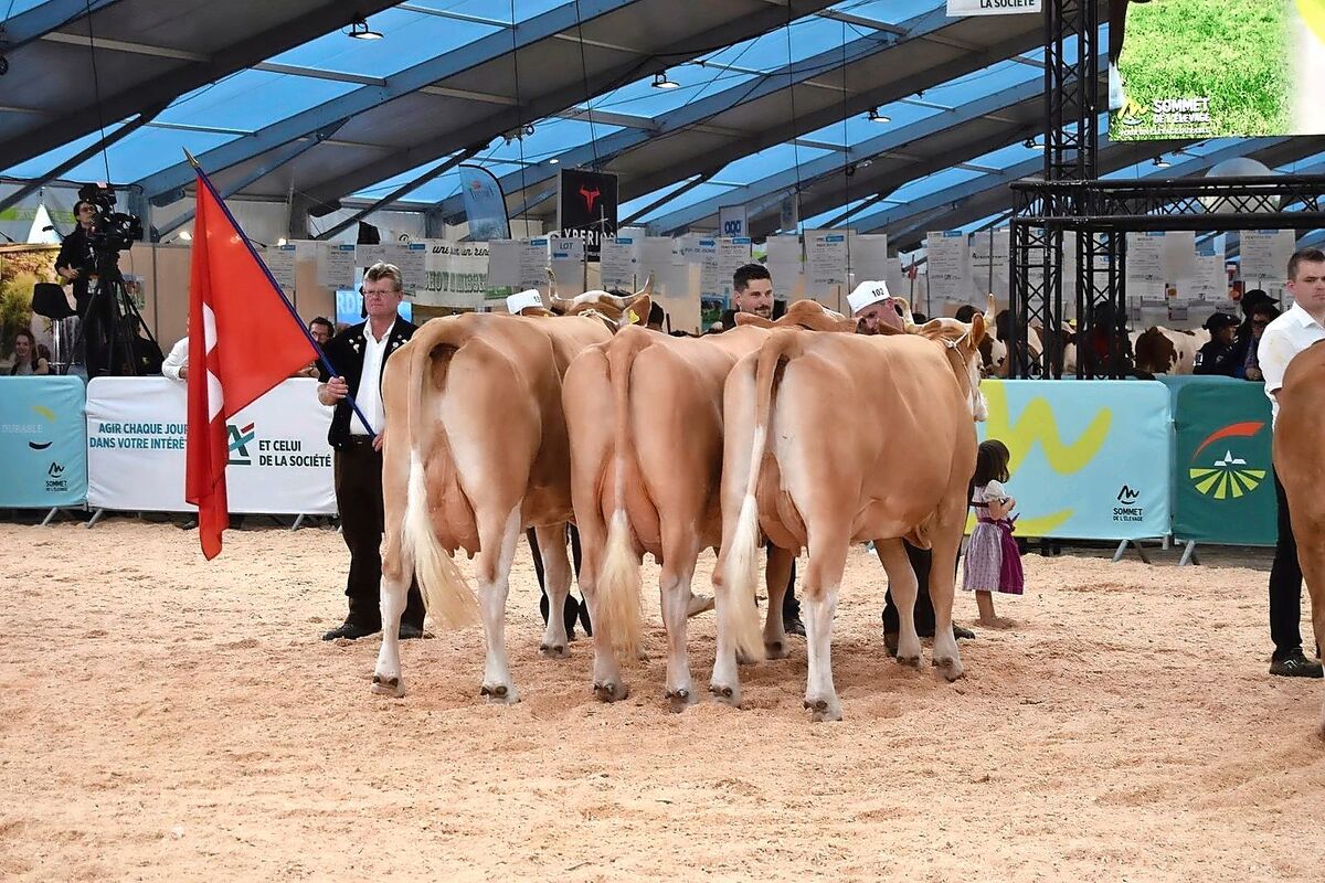 Der nationale Wettbewerb der Rasse Simmental vom 8. Oktober 2025 ist eines der Highlights am diesjährigen Sommet de l’élevage.