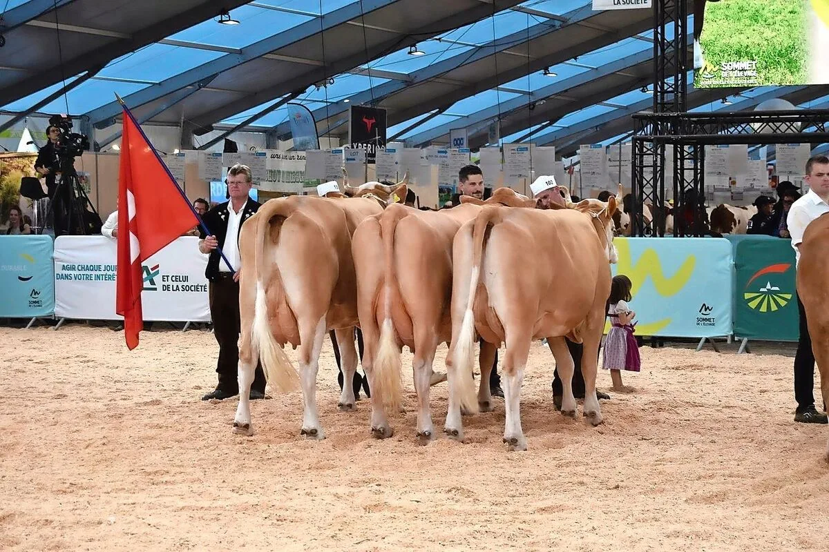 b103ee7c8f1448f945c89034b1b14be515fe291a0360004d49ce4f2e4f0fb324 Der nationale Wettbewerb der Rasse Simmental vom 8. Oktober 2025 ist eines der Highlights am diesjährigen Sommet de l’élevage.