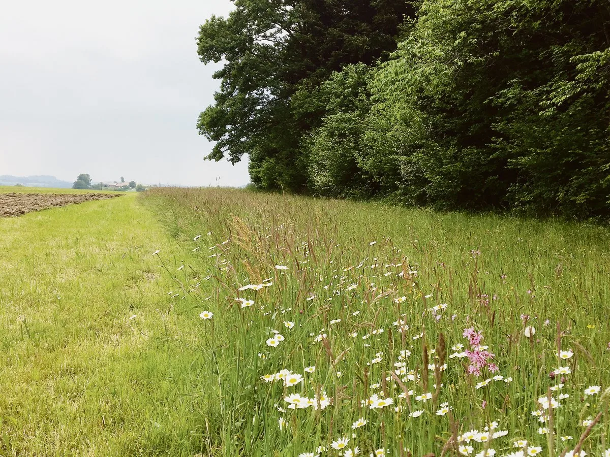bd05bf9d62072f9dd02457512ac9ad168c0a682e Im Talgebiet ist die Grenze zwischen Wald und Nutzfläche meist klar, auch wenn der Grenzbereich extensiv als Krautsaum bewirtschaftet wird. (Bild Josef Scherer)