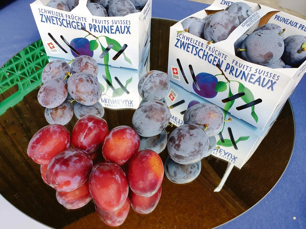 0d711496604f6b4066b67a3a940a7e904fd2da9a Rund um reife Früchte braucht es eine solide Organisation und Fachwissen. Besonders dann, wenn eine so reiche Zwetschgenernte wie heuer verkauft werden soll. (Bild Ruth Aerni)