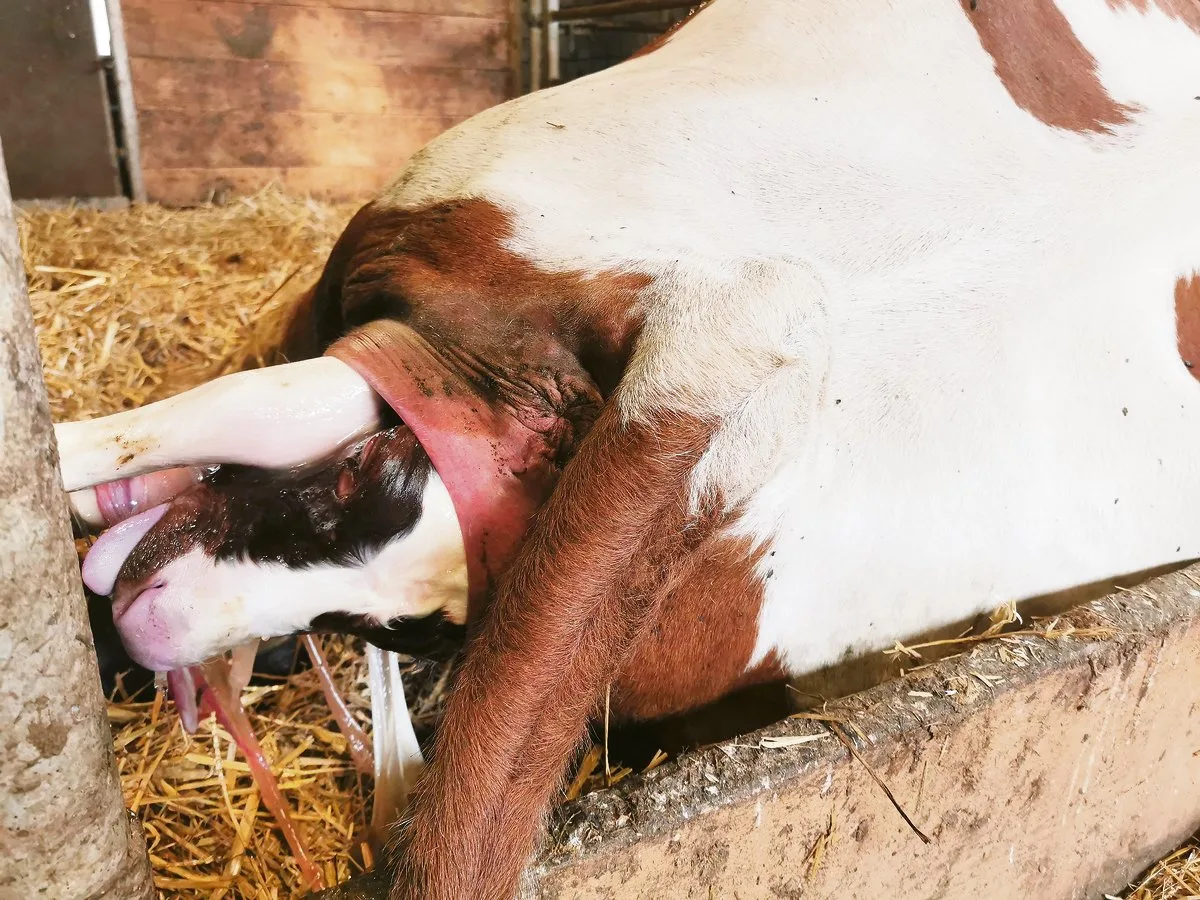 5d156ad3891269c57db2a43003874ba7ad32fb2b Ist jedes Jahr ein Kalb pro Kuh noch sinnvoll? Vor allem Kühe mit über 10 000 kg Milch muss man nicht schon nach drei Monaten nach dem Abkalben wieder besamen lassen.(Bild Simone Barth)