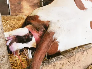 Ist jedes Jahr ein Kalb pro Kuh noch sinnvoll? Vor allem Kühe mit über 10 000 kg Milch muss man nicht schon nach drei Monaten nach dem Abkalben wieder besamen lassen.(Bild Simone Barth)