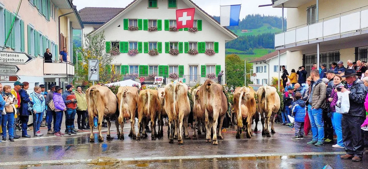 42fdb536d83fe39e9005e63de03e1593290cdae9b29b9699df8d2ce8b0059b87 Vorbildlich warten die Kühe von der Alp «Wiitmoos» beim Bahnübergang.