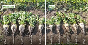 Die Zuckerrüben bei der Mulchsaat sind teils grösser geraten, weil der Bestand lückig war und die einzelnen Rüben mehr Platz und Ressourcen zur Verfügung hatten. Sie haben aber auch weniger unter Trockenheit gelitten wegen reduzierter Bodenbearbeitung.