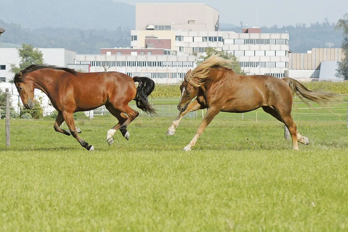 Ein Galopp gibt warm: Pferdefell ist ein hocheffizienter Thermoregulator. Ob eine Schur Sinn macht, hängt von der Nutzung und anderen Faktoren ab.