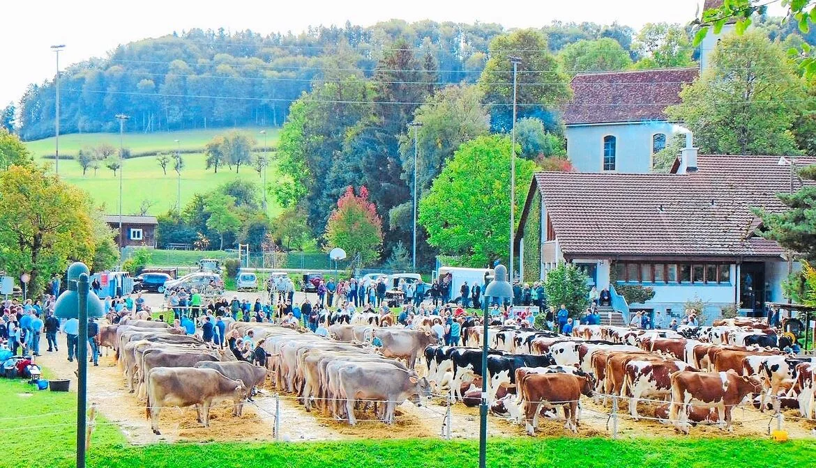 18181ad3bafcdde7aead98553710225ea247288f7ac085bb8f96d5ad5c9216f1 Am 12. April findet in Bretzwil die Eliteschau statt. Aufgeführt werden Kühe von verschiedenen Milchviehrassen.