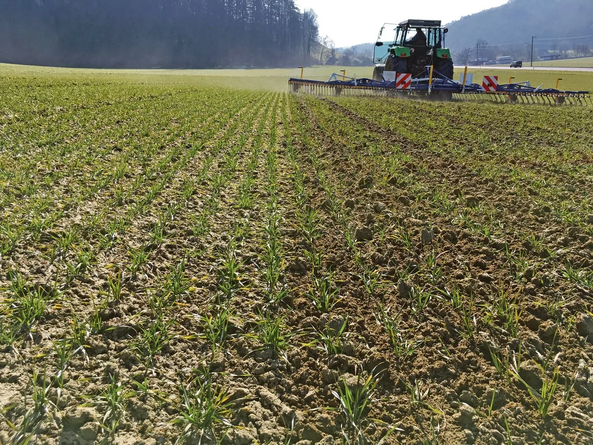 Durch den Striegeleinsatz wird nicht nur Unkraut reguliert, sondern die Bodenoberfläche aufgelockert, wodurch wieder mehr Luft in den Boden gelangt. (Bild Wallierhof)