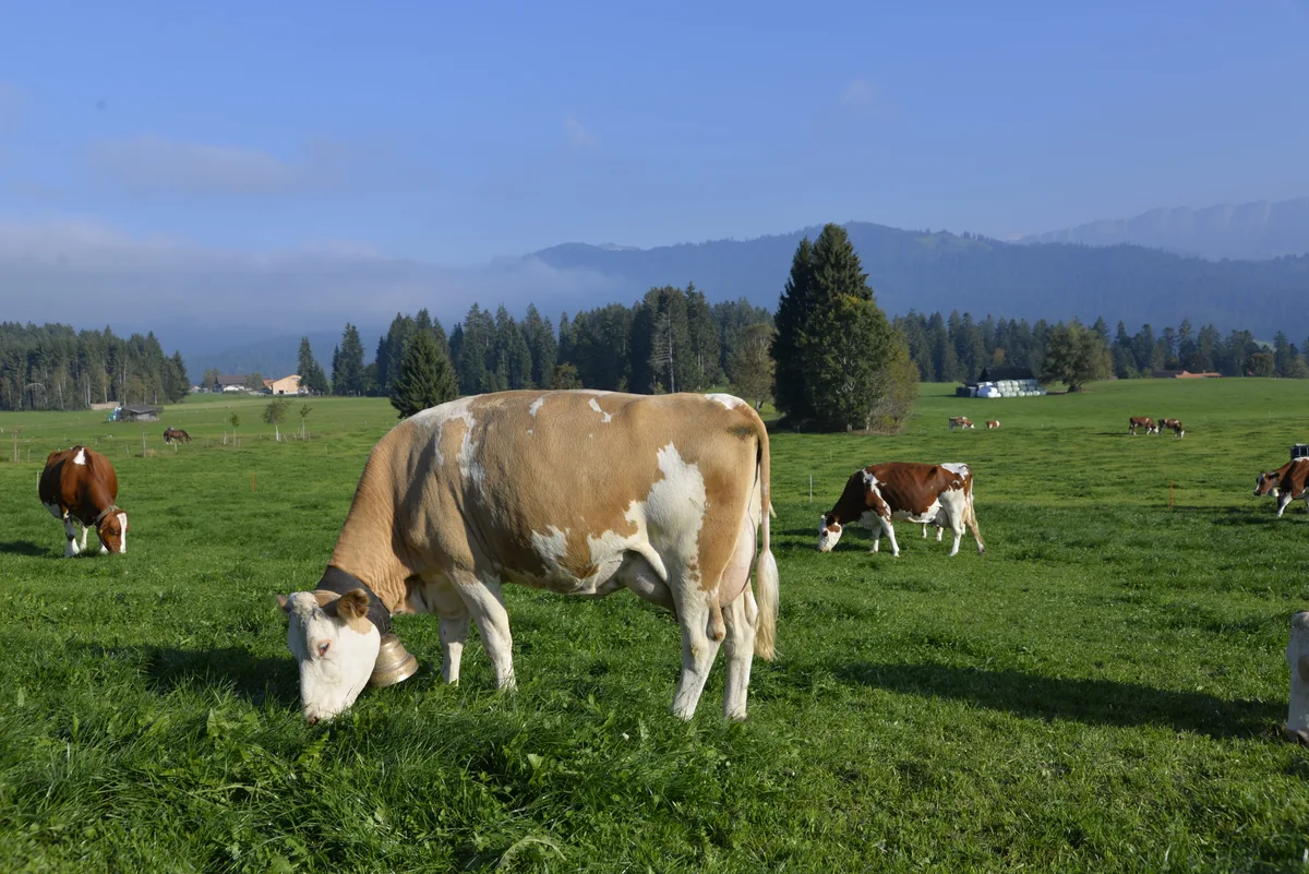 Dieses Jahr konnte das Wiesenmilchreglement nicht überall eingehalten werden. Dieses Jahr konnte das Wiesenmilchreglement nicht überall eingehalten werden.