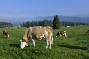 Dieses Jahr konnte das Wiesenmilchreglement nicht überall eingehalten werden.