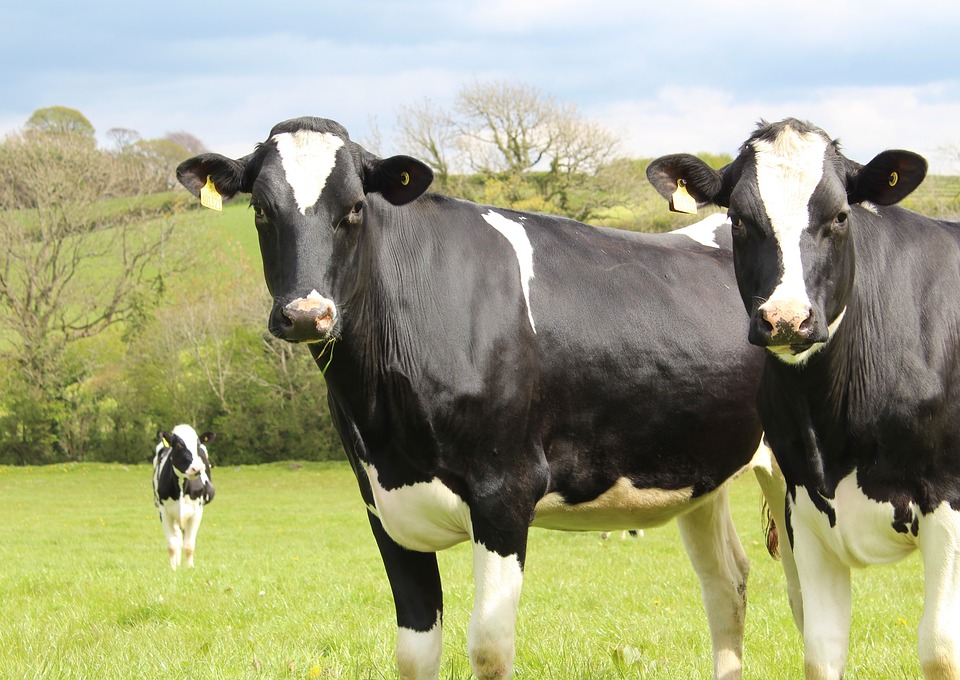 2017 wurde in Dänemark insgesamt 1,7% mehr Milch erzeugt als im Jahr zuvor. (Symbolbild Pixabay)