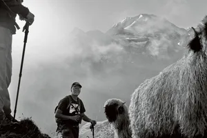 Rici und sein geliebtes Schwarznasenschaf, 2600 Meter über Meer.