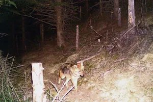 Dieser Goldschakal tappte am 27. Dezember 2015 in eine Fotofalle in der Bündner Surselva.