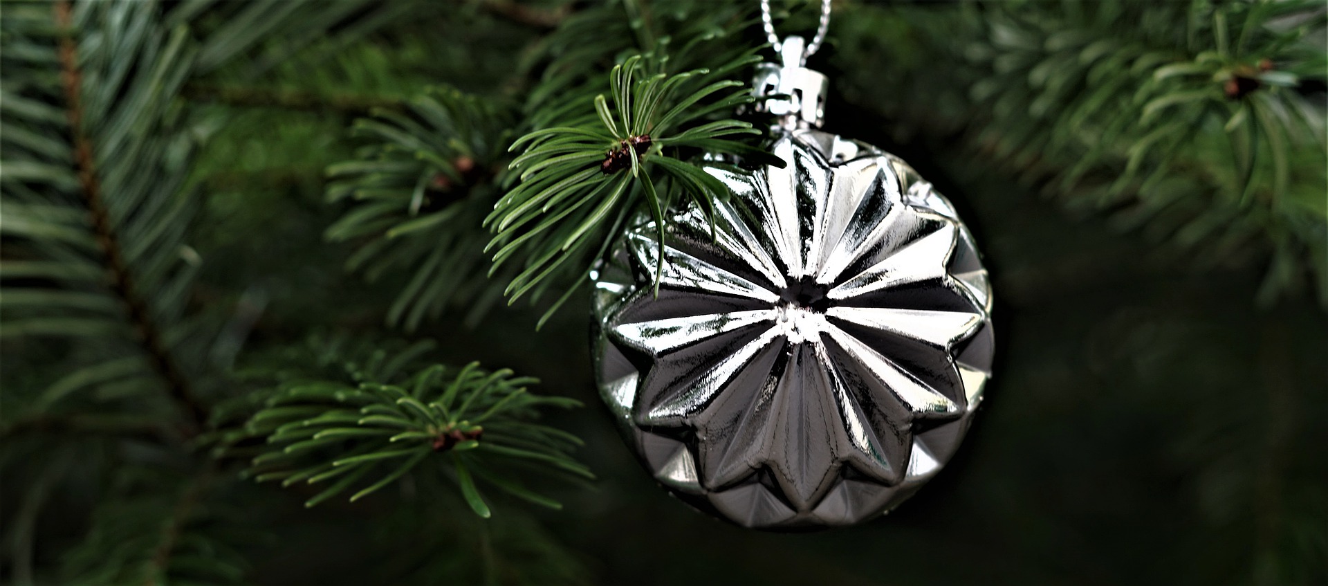 Christbäume aus der Schweiz werden immer beliebter