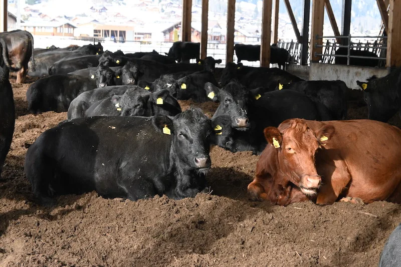 de190afac5534f9333a186f6554bde5acb755ad7 Die Herde besteht aus reinen Black-Angus-Tieren. Trotzdem hat es auch einzelne Kühe mit rotem Fell, das ist eine genetische Variante. David von Känel ist derzeit daran, die Herde aufzubauen. (Bilder Jasmine Baumann)