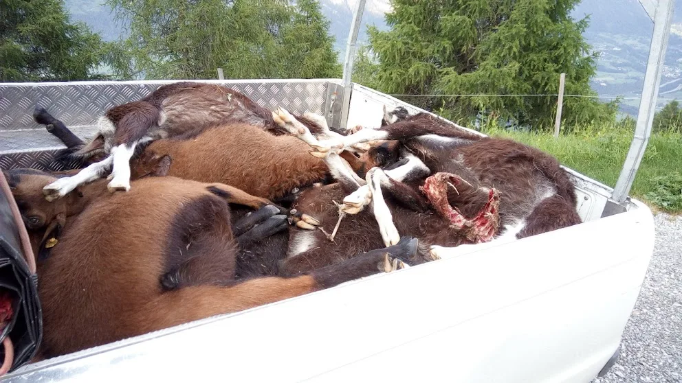 ebdc9123f32b363088b9ca22d77351917a18ef5c Die Alpwirtschaft sei nicht für eine Ausrottung des Wolfs, so der SAV. Aber man habe die Auswirkungen der Wolfsausbreitung unterschätzt – trotz Warnungen vonseiten des Verbands. (Bild SAV)
