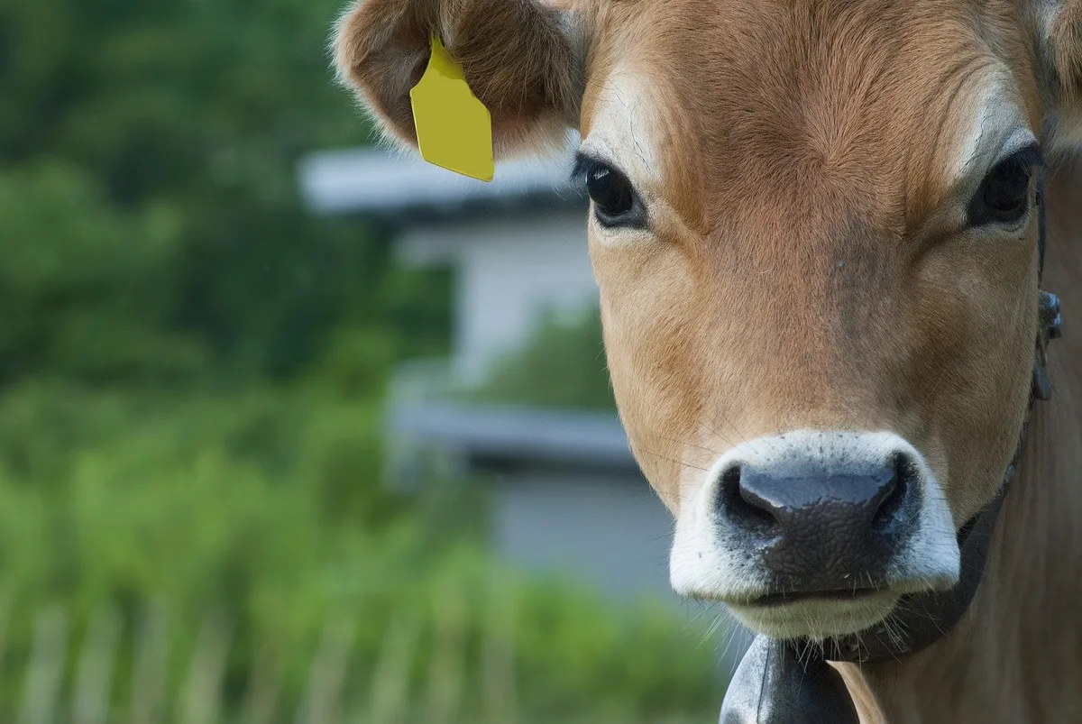 Ein letzter Kraftakt zur Ausrottung von BVD