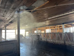Künstlicher Nieselregen: Der Einsatz von Wasser im Stall funktioniert nur dann, wenn die feuchte Luft wieder aus dem Stall geleitet wird.