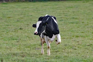 Wenn Milch in der Schweiz produziert wird, erschliesst man damit schwierige Flächen, spart Treibhausgas-Emissionen und trägt zum Tierschutz bei, argumentiert Prolait.