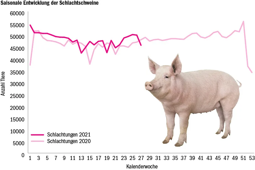ea43a30771b712d712bb61c1330905c21d877aa7 Im laufenden Jahr wurden bisher 1'349'388 Schweine geschlachtet und die Schweinefleischproduktion nahm um 3,8 % zu. (Quelle Proviande/Grafik dr)