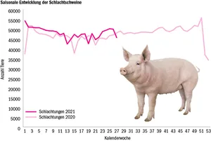 Im laufenden Jahr wurden bisher 1'349'388 Schweine geschlachtet und die Schweinefleischproduktion nahm um 3,8 % zu. (Quelle Proviande/Grafik dr)