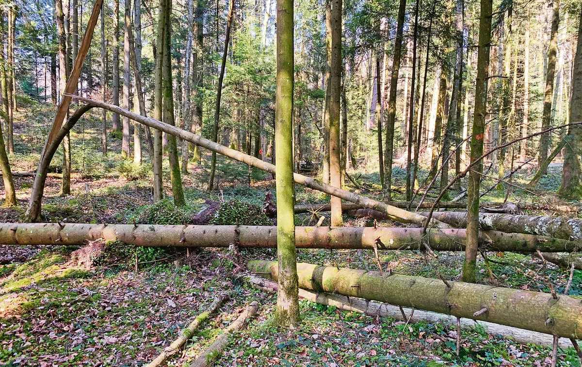 ad4f9da14b18e8060c21b029fb126a5d1c2d923a Wenn die Waldleistungen nicht besser abgegolten werden und für Holz nicht bessere Preise gelöst werden, besteht das Risiko, dass zuviel Holz in den Wäldern liegen bleibt. (Bild Josef Scherer)