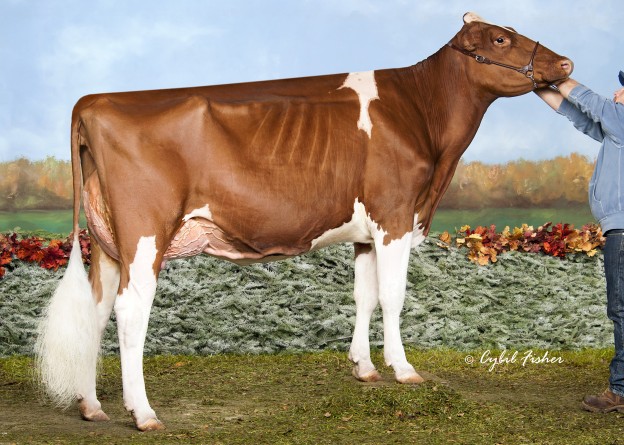 Die Absolute-Tochter Pampard-Acres Ivy gewann die Illinois Championship in Amerika.