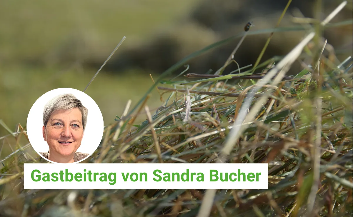 Artikel BauZ Gastbeitrag.png Der Duft von Heu erinnert unsere Kolumnistin Sandra Bucher unweigerlich an ihre Kindheit.