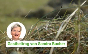 Der Duft von Heu erinnert unsere Kolumnistin Sandra Bucher unweigerlich an ihre Kindheit.