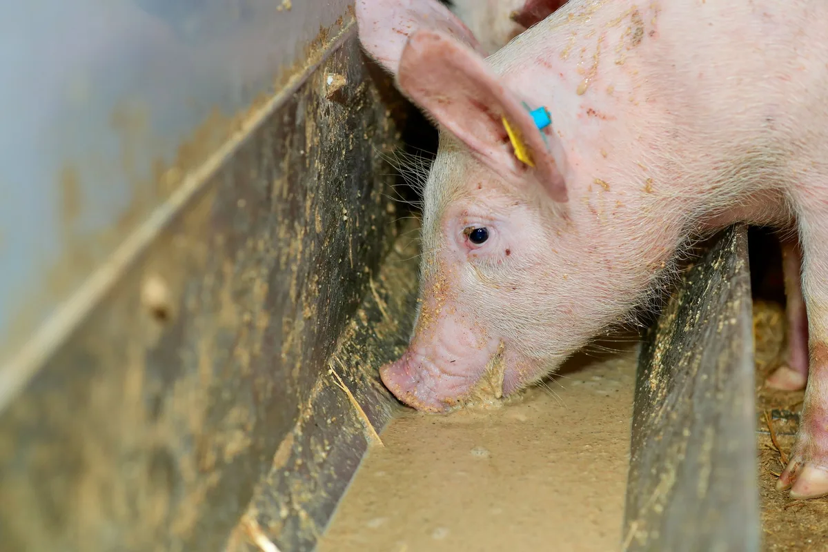 Schwein_Futtertrog_Fressen_Roethlisberger_Peter Junges Schwein am Futtertrog.