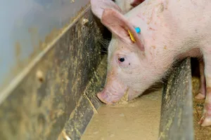 Allesfressende Nutztiere wie Hühner und Schweine in der Schweiz sollen wieder mit aus Schlachtabfällen gewonnenen Eiweissen gefüttert werden dürfen.