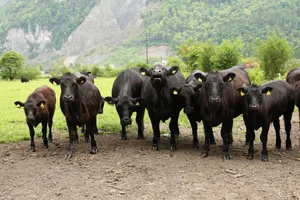Angus punkten mit einer hervorragenden Fleischqualität