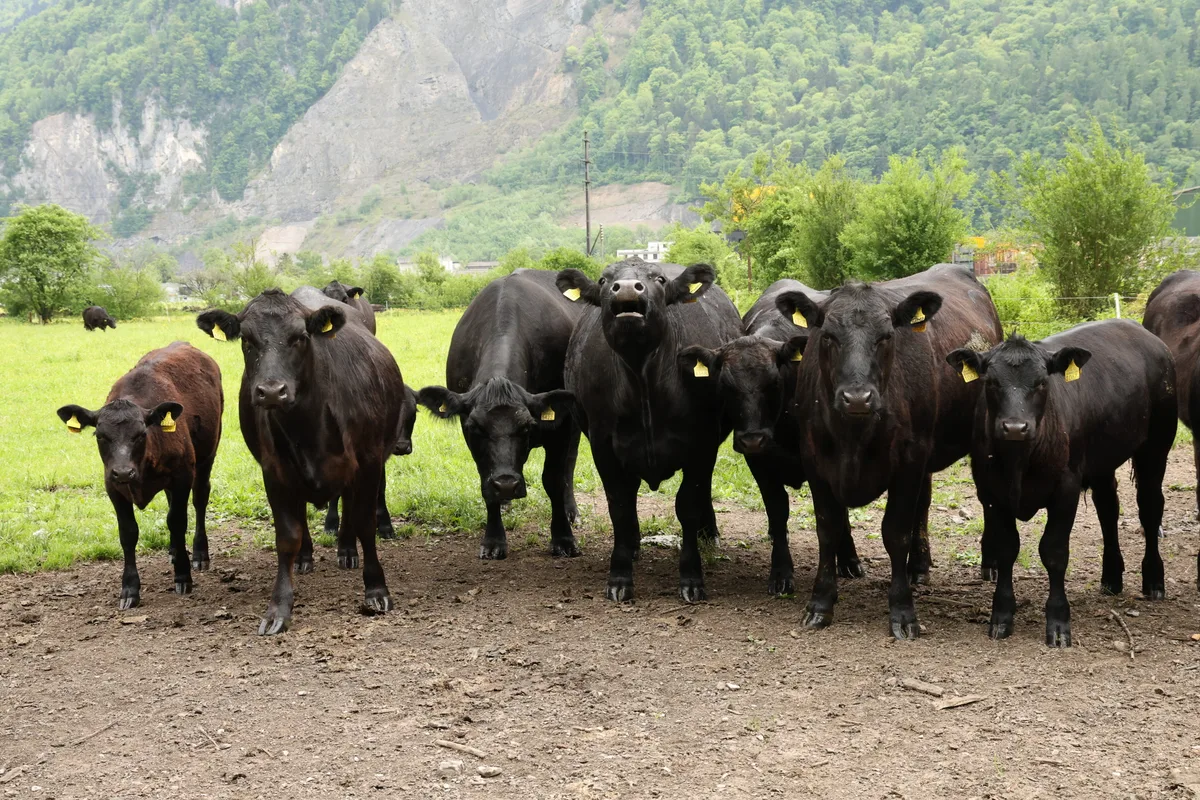 IMG_3365.JPG Angus punkten mit einer hervorragenden Fleischqualität