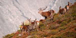 Pro Natura und WWF sehen unter anderem ein Problem darin, dass die Rothirsche wegen der landwirtschaftlichen Nutzung offener Flächen dort weniger Nahrung finden und daher mehr Schaden im Wald anrichten. Helfen soll laut dem Konzept des Kantons z. B. das Ablegen von Zäunen im Herbst.
