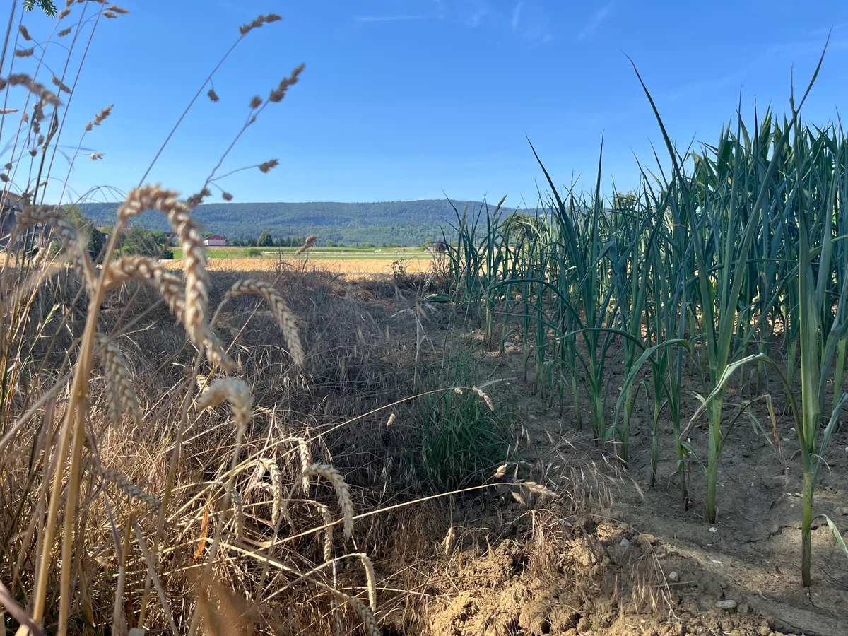Felder in Therwil BL: Im Leimental stiegen die Temperaturen in diesem Sommer auf knapp 40 Grad, geregnet hat es seit Wochen nicht mehr richtig. 