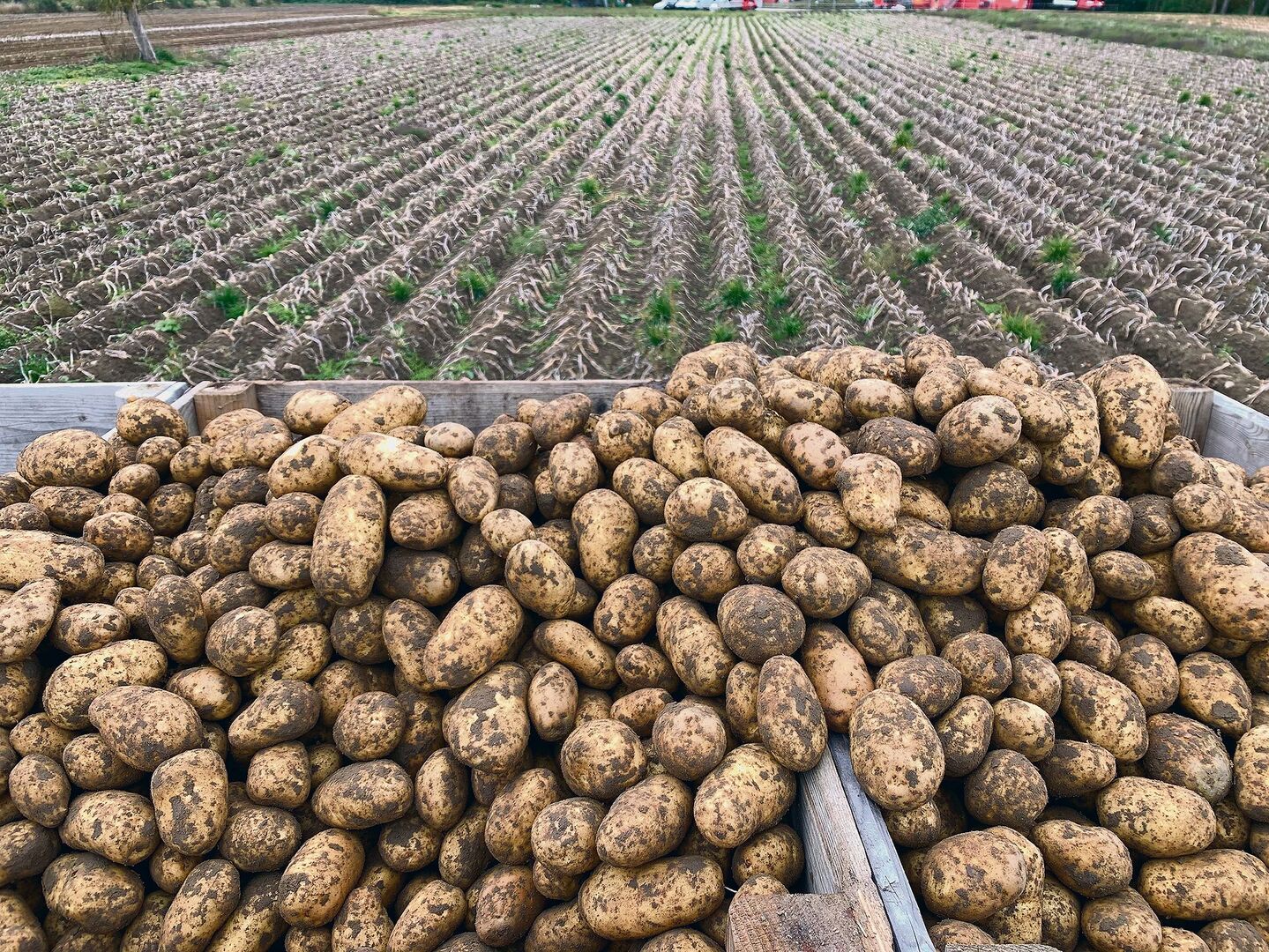 Ernte von Kartoffeln auf besten Aargauer Böden nahe dem Rhein. Die Flächenkonkurrenz wird immer stärker.